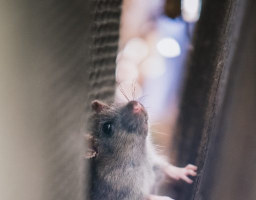 Low Carbon Buildings | Pests vs Maintaining The Value Of Your Home