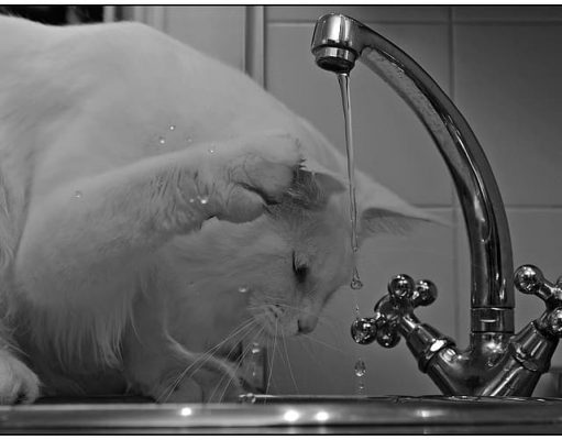 Low Carbon Buildings | How Much Will a Plumber Charge to Replace a Kitchen Tap?