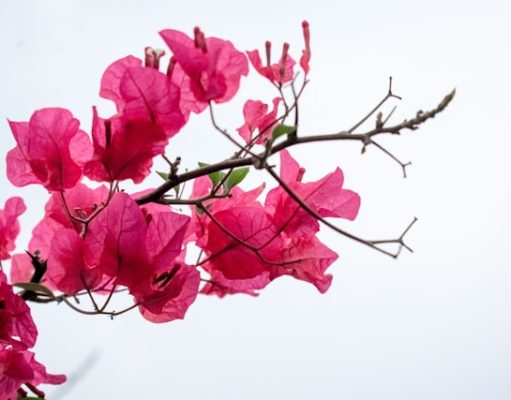 Bougainvillea